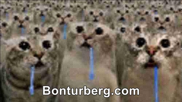 Drooling Cat Reaction meme image: A wide-eyed cat with a drawn drool line, used as an exaggerated reaction image.