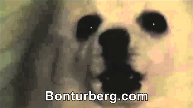 Gabe the Dog / Bork Remixes meme image: Gabe the Dog / Bork Remixes.