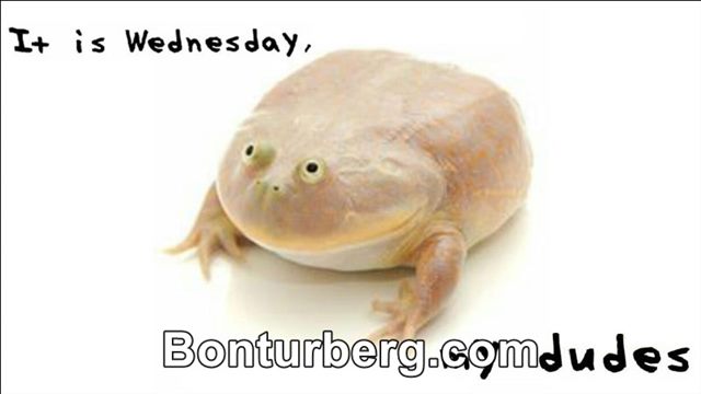 It Is Wednesday My Dudes meme image: It Is Wednesday My Dudes frog meme.