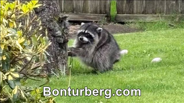 Jimothy the Raccoon meme image: Jimothy the raccoon, a short-spined raccoon from Seattle that became an online animal meme.