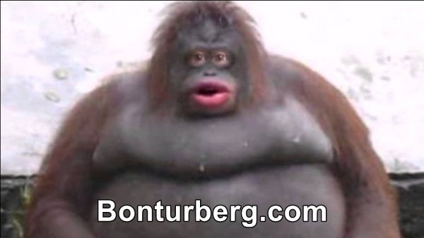 Le Monke / Uh Oh Stinky meme image: big orangutan with wide eyes and a gaping mouth.