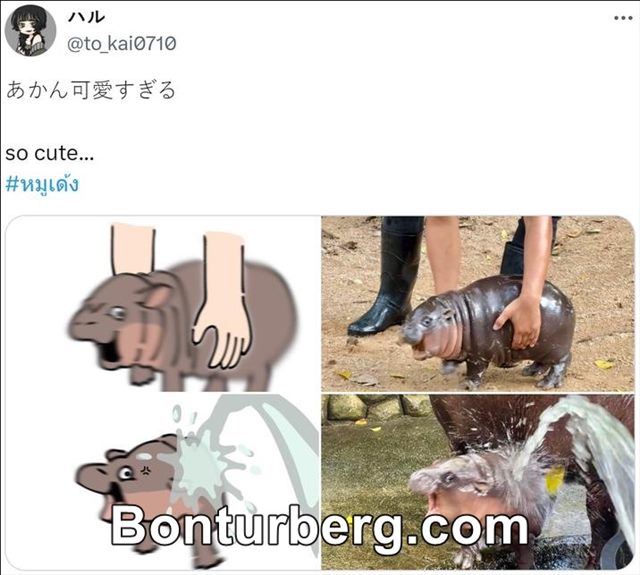 Moo Deng the Baby Hippo meme image: an X post with Japanese and English text and a four-panel collage of Moo Deng, including the viral water-spray photo.