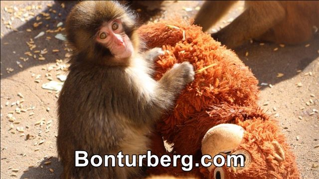Punch the Monkey meme image: Punch, a young macaque at Ichikawa City Zoo in Japan, with a plush monkey toy.