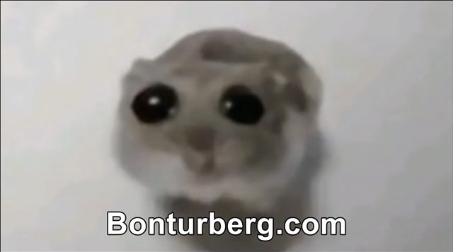 Sad Hamster meme image: A low-resolution close-up of a small grey hamster with large dark eyes looking toward the camera.