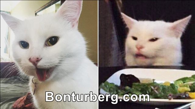 Smudge the Cat meme image: Smudge the Cat.