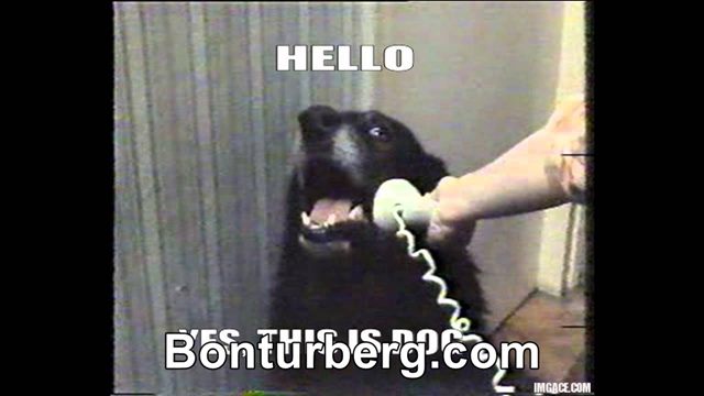 Yes, This is Dog meme image: black dog with a phone held to its ear and the caption HELLO YES THIS IS DOG.